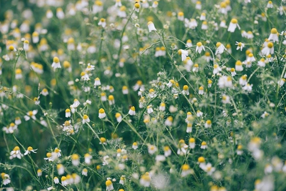 pexels-photo-32485167